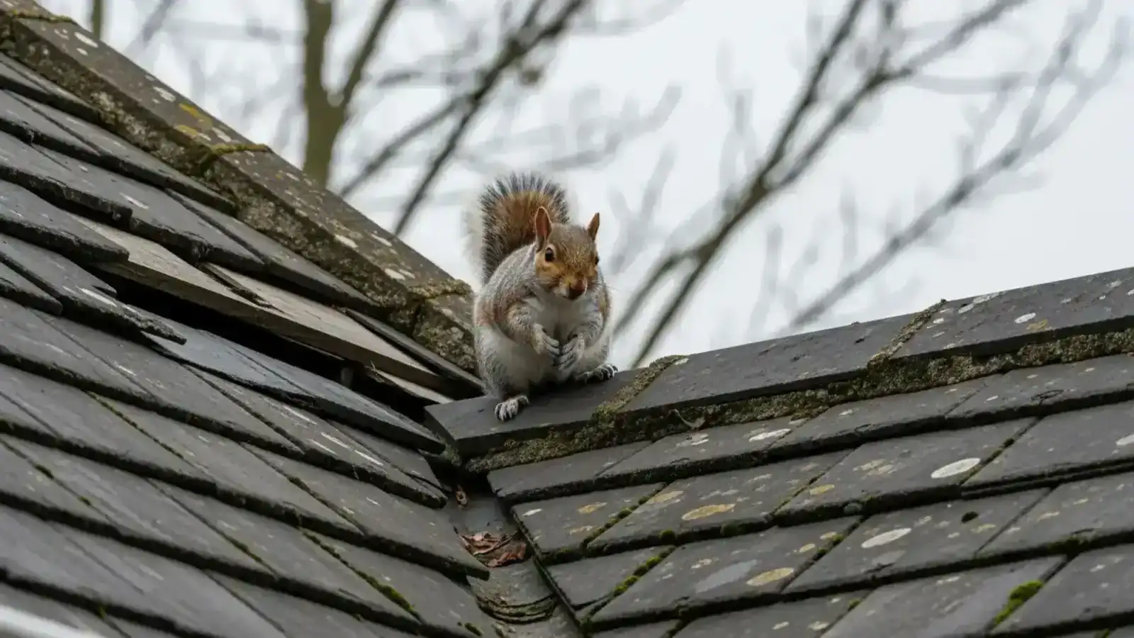 Squirrel Control service